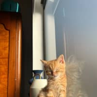 Photo of Sesame