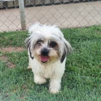 Photo of Skye