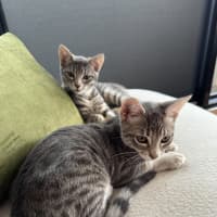 Photo of Banana Bread