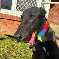 Photo of Chance, The Greyhound