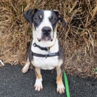 Photo of Pongo