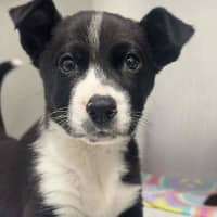 Photo of Dora