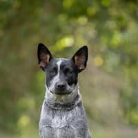 Photo of Rocket
