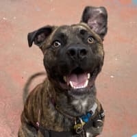 Photo of Digger
