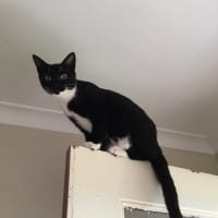 Photo of Piper