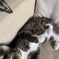 Photo of Chester   Located In Richmond