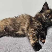 Photo of Lila