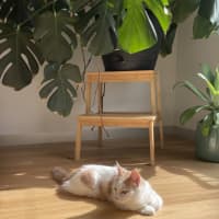 Photo of Mochi