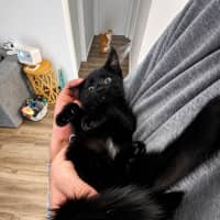 Photo of Pudding