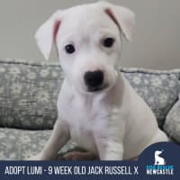 Photo of Lumi   9 Week Old Jack Russell X