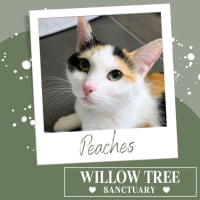 Photo of Peaches