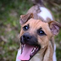 Photo of Cookie