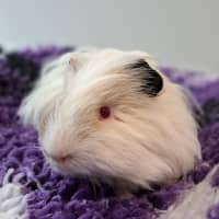 Photo of Roman