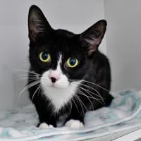 Photo of Cleo