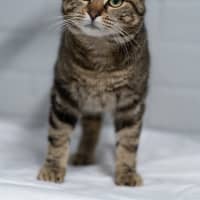 Photo of Maple