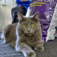 Photo of Maitland 