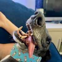 Photo of Meli, The Greyhound