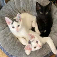 Photo of Eddie *9 Lives Project Rescue*