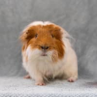 Photo of Chauncey