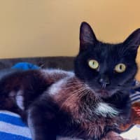 Photo of Echo