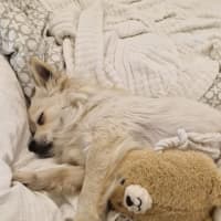 Photo of Dumpling   10 Month Old Pomeranian X Spitz