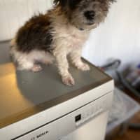 Photo of Daisy