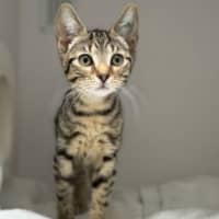 Photo of Kitty