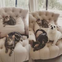 Photo of Seeker & Luna
