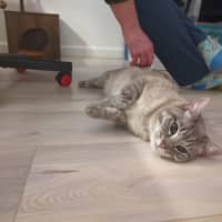 Photo of Luna Blue Eyes