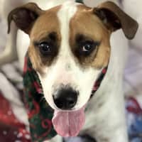 Photo of Willow