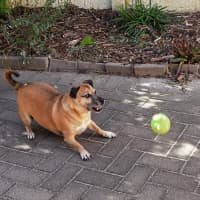 Photo of Barney