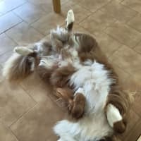 Photo of Mars Bar Slice