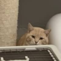 Photo of Gingy