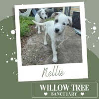 Photo of Nellie