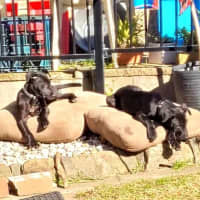 Photo of Pumpkin   12 Week Old Wolfhound X