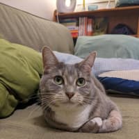 Photo of Ayaka   In Foster Care In Thornbury