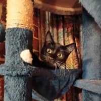 Photo of Lotus & Sage