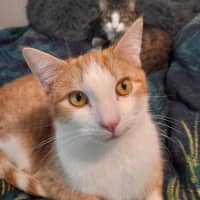 Photo of Lucy & Frankie *9 Lives Project Rescue*