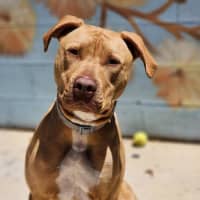 Photo of 🐁 Danger Mouse 6840 🐁