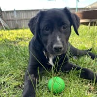 Photo of Roxie