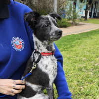 Photo of Pepper