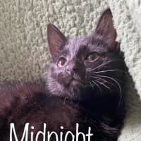 Photo of Midnight