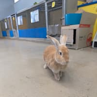 Photo of Caramel