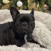 Photo of Effy & Finn  🌷🦴  Assisted Rehome