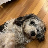 Photo of Lotus Biscoff