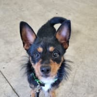 Photo of Rocket