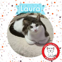 Photo of Laura * 9 Lives Project Rescue*