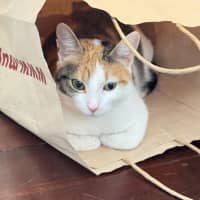 Photo of Pippa