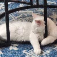 Photo of Miso