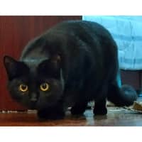 Photo of 10421   Chickpea